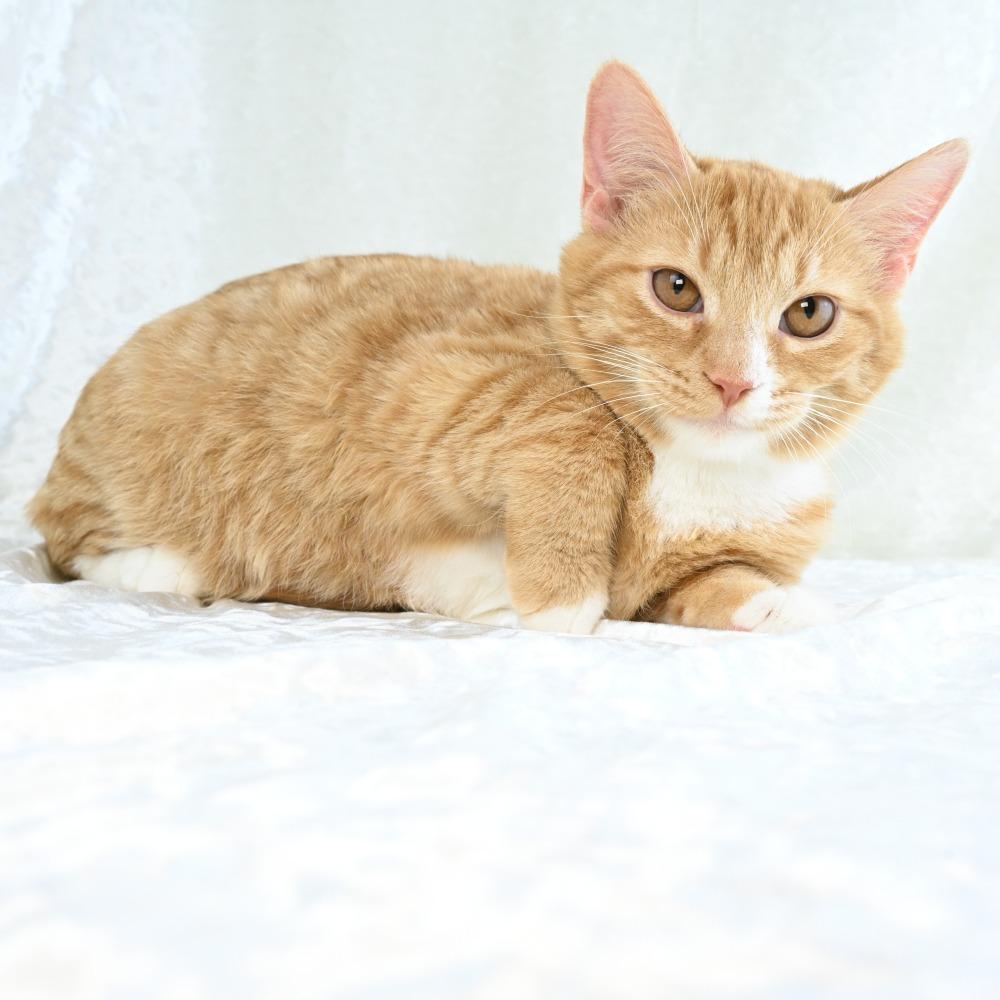 Cheddar, Adoptable, Kitten Male Domestic Short Hair.