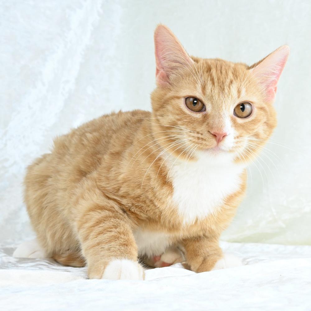 Enlarge Cheddar, a Adoptable Domestic Short Hair in Mobile, AL image 2/6