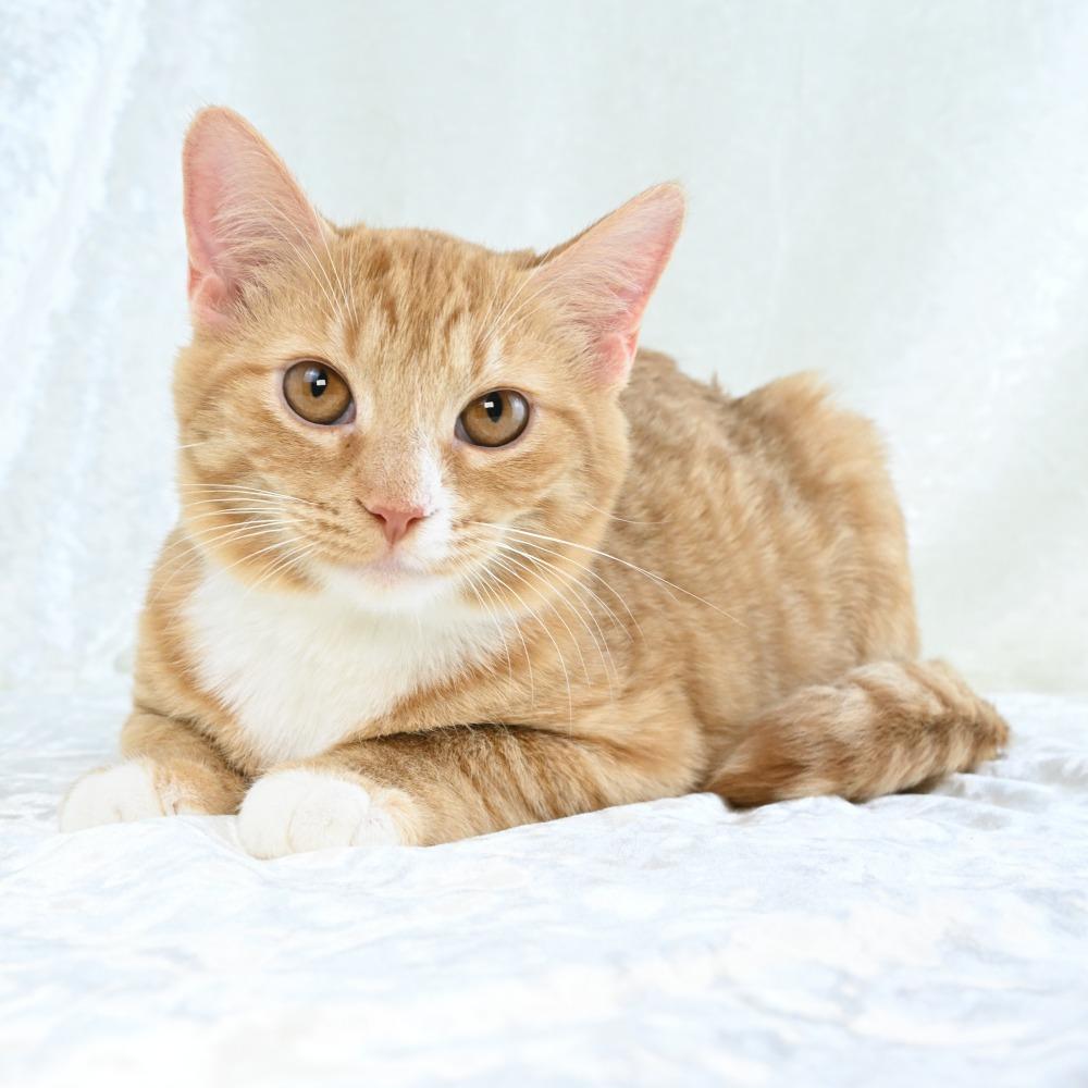 Enlarge Cheddar, a Adoptable Domestic Short Hair in Mobile, AL image 3/6