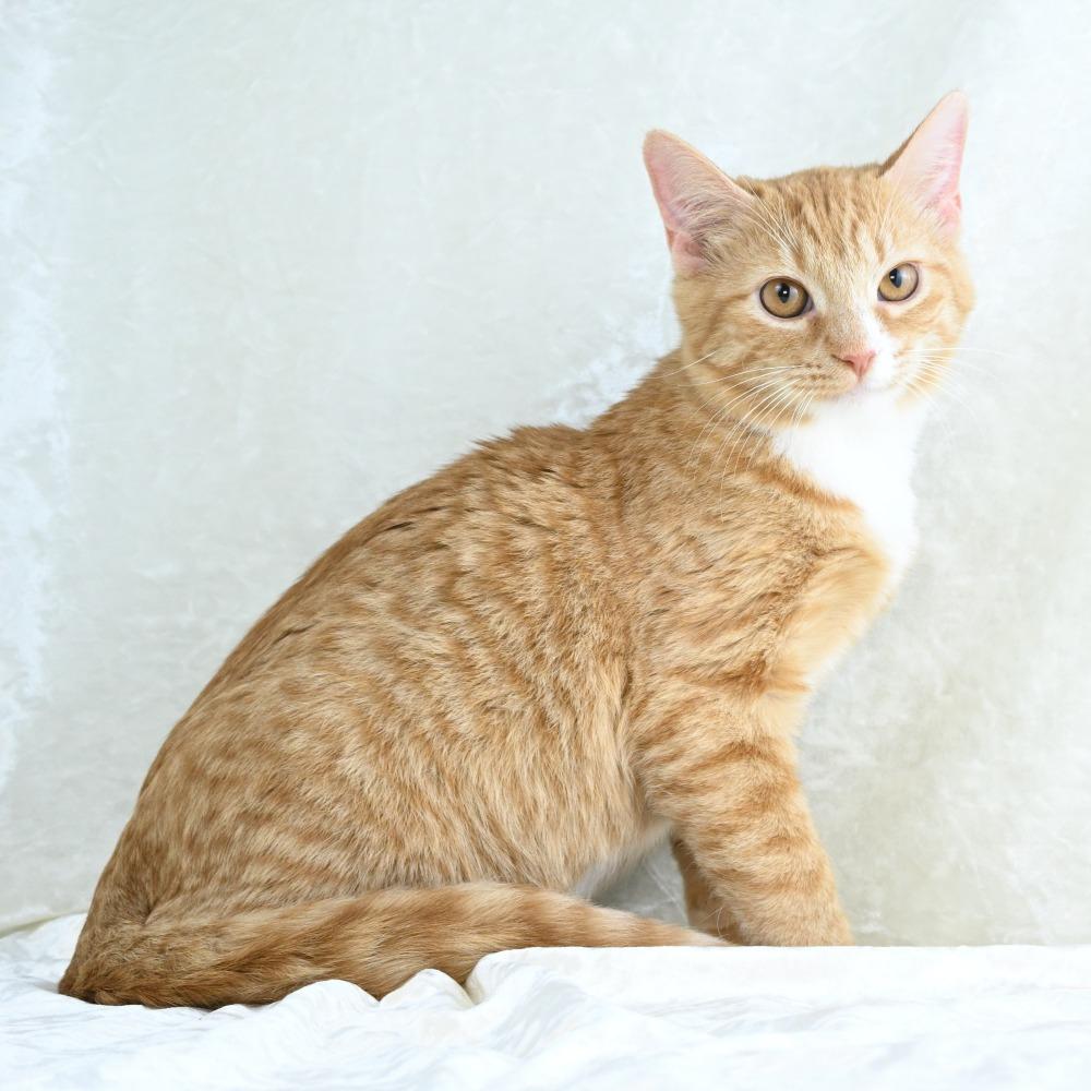 Enlarge Cheddar, a Adoptable Domestic Short Hair in Mobile, AL image 4/6