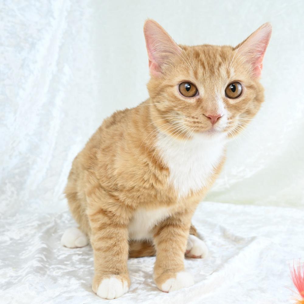 Enlarge Cheddar, a Adoptable Domestic Short Hair in Mobile, AL image 5/6