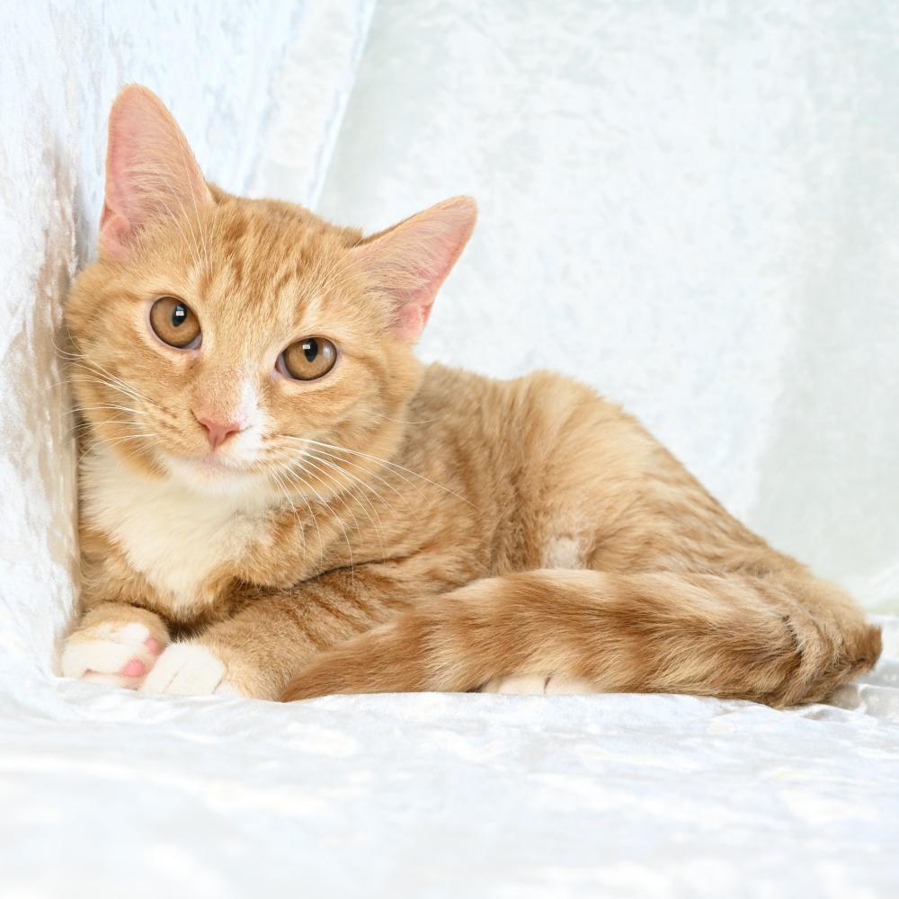 Enlarge Cheddar, a Adoptable Domestic Short Hair in Mobile, AL image 6/6