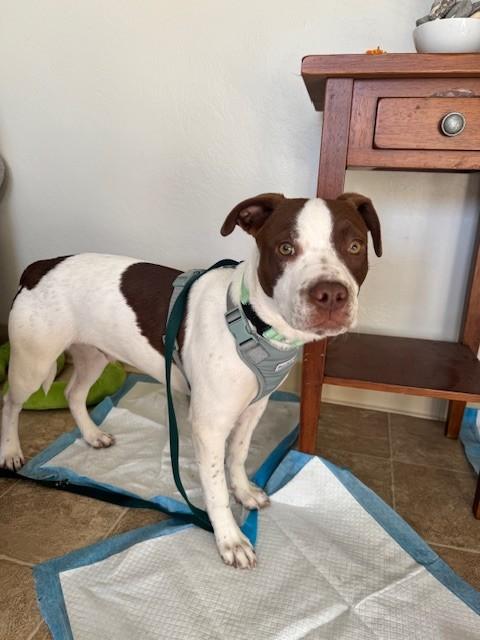 Enlarge SPOT, a Adoptable mixed breed in Santa Cruz, CA image 1/1