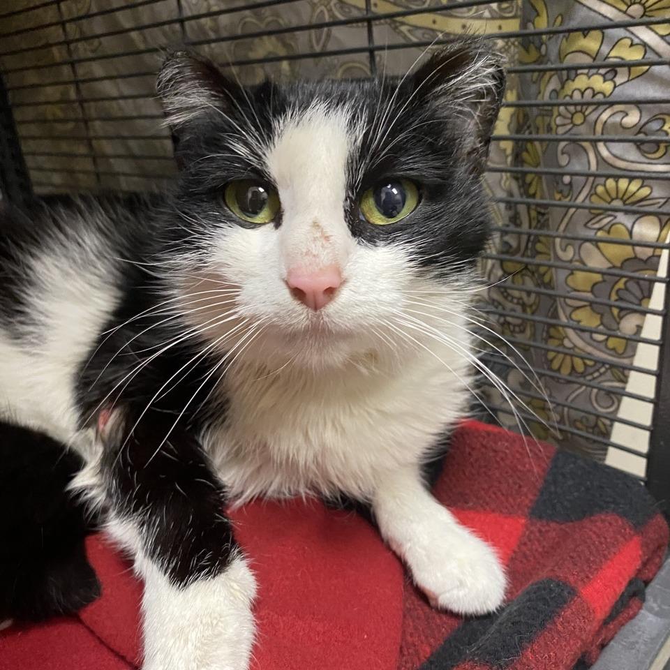 Posy, Adoptable, Adult Female Domestic Short Hair.