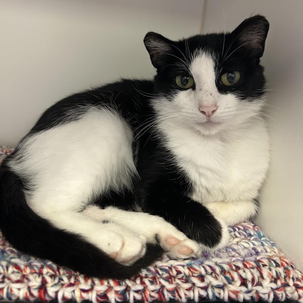 Enlarge Posy, a Adoptable Domestic Short Hair in Norfolk, NE image 2/2