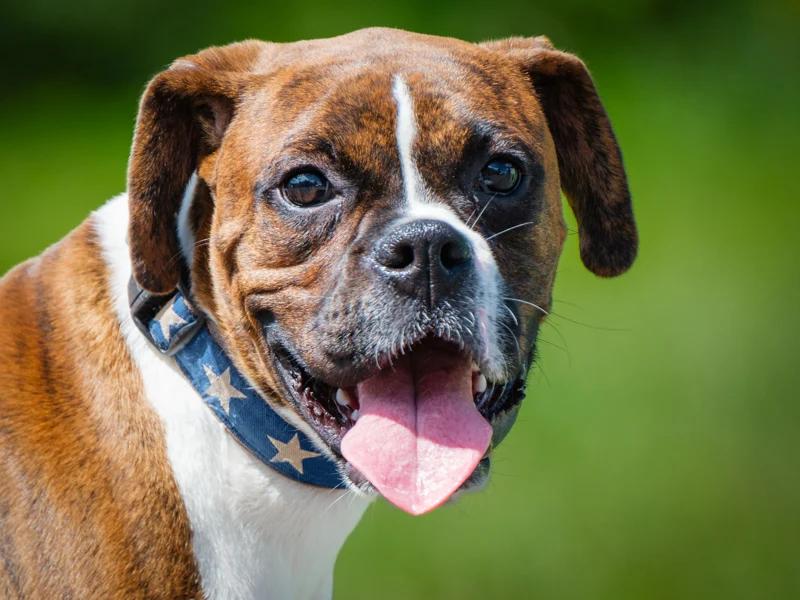 Enlarge Skip, a Adoptable Boxer in Pointe-Fortune, QC image 1/4