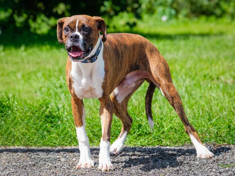 Enlarge Skip, a Adoptable Boxer in Pointe-Fortune, QC image 4/4