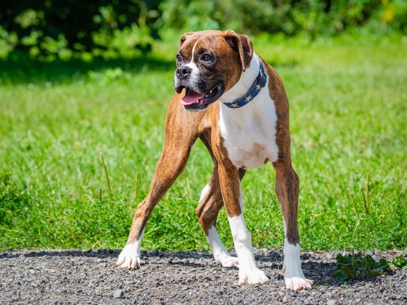 Enlarge Skip, a Adoptable Boxer in Pointe-Fortune, QC image 2/4