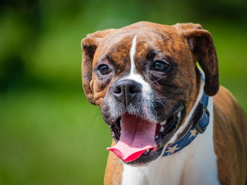 Enlarge Skip, a Adoptable Boxer in Pointe-Fortune, QC image 3/4