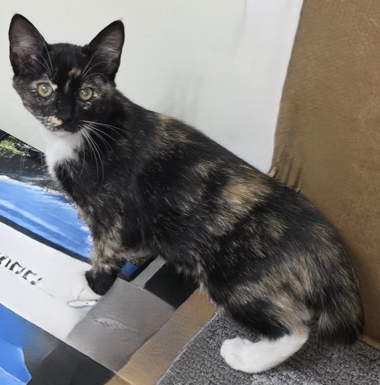 Maggie H., Adoptable, Young Female Domestic Short Hair.