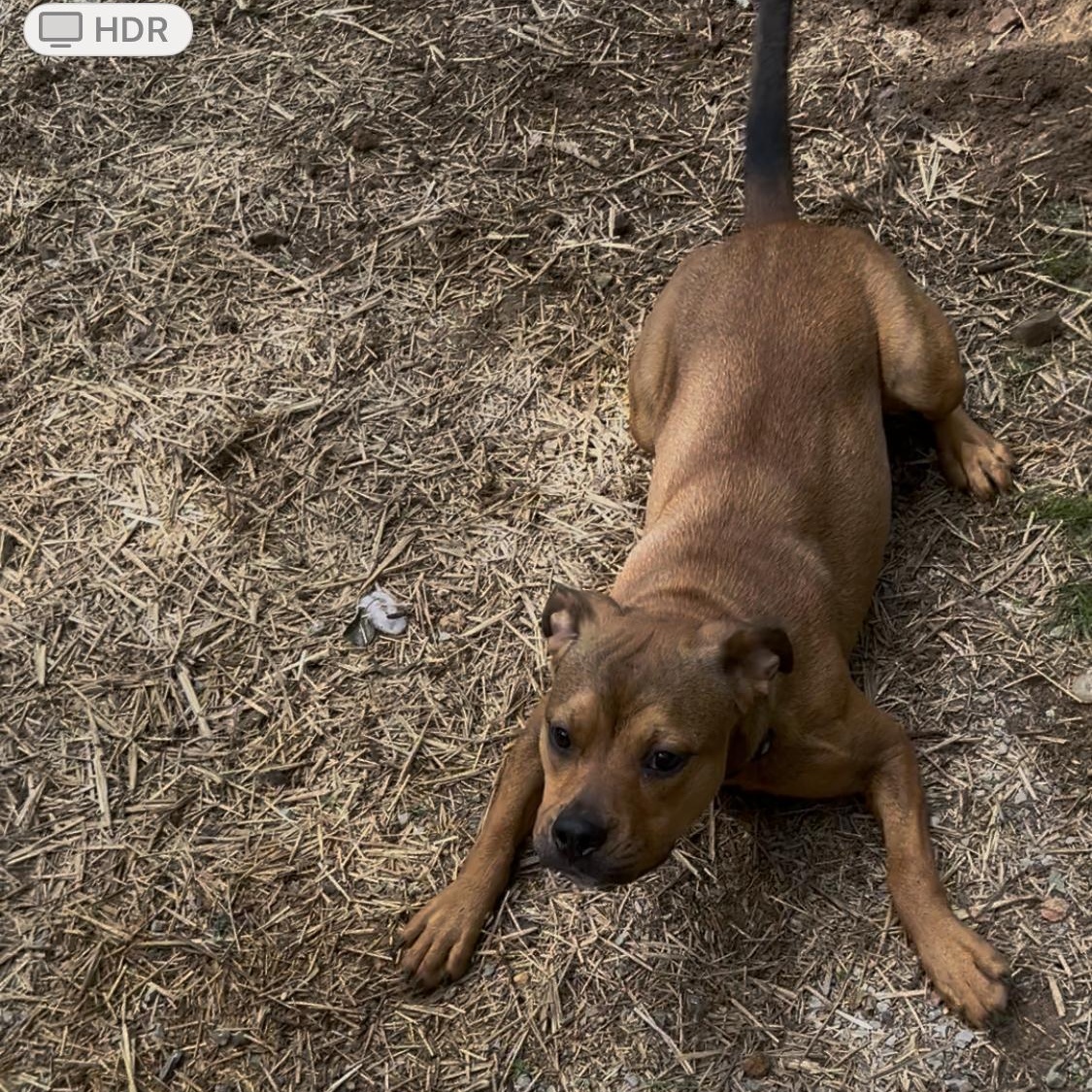 Callie, Adoptable, Young Female Mixed Breed.