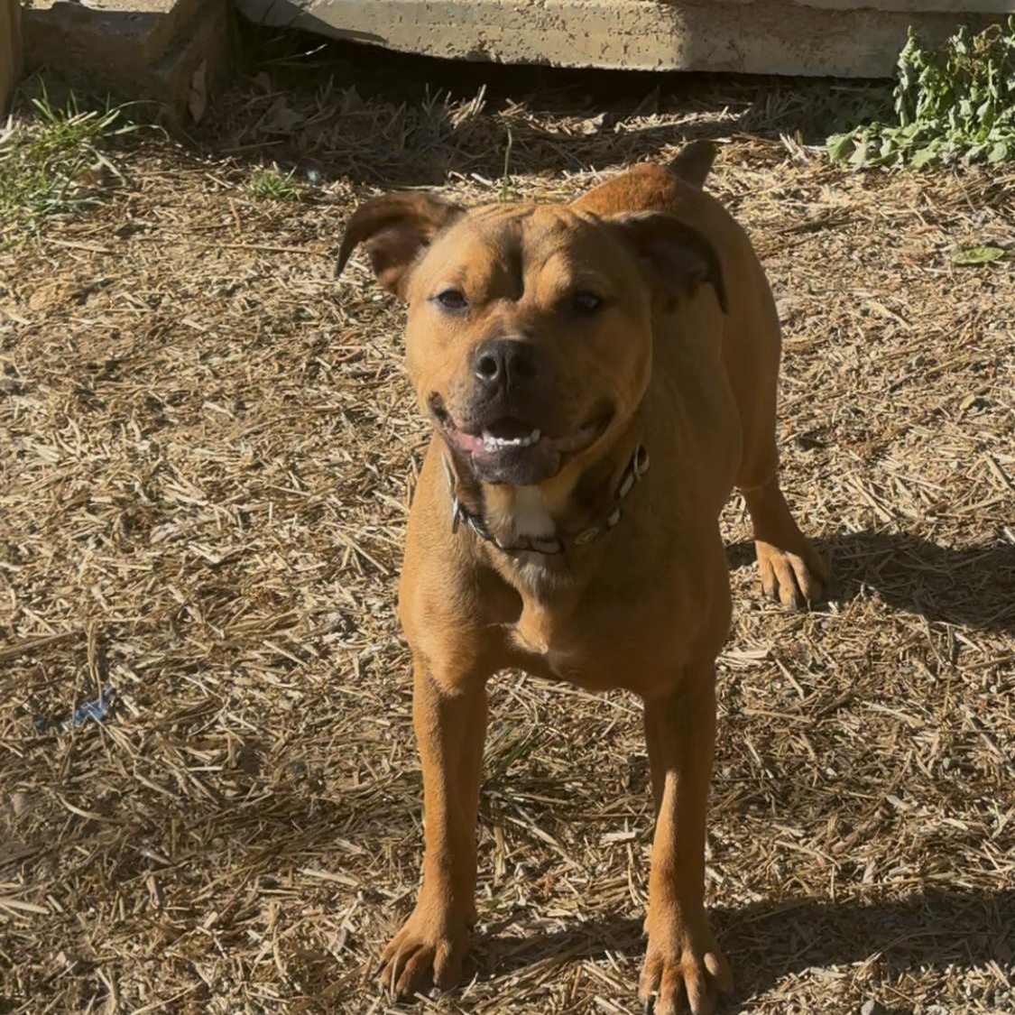 Callie, a Adoptable Mixed Breed image 3/6