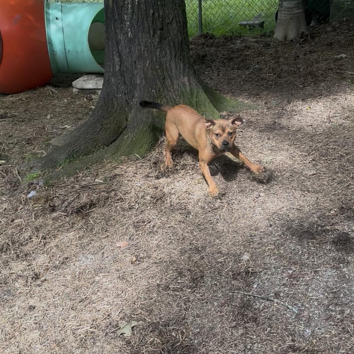 Callie, a Adoptable Mixed Breed image 4/6