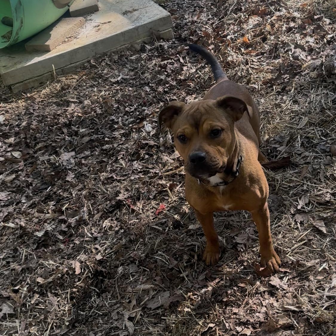 Callie, a Adoptable Mixed Breed image 5/6