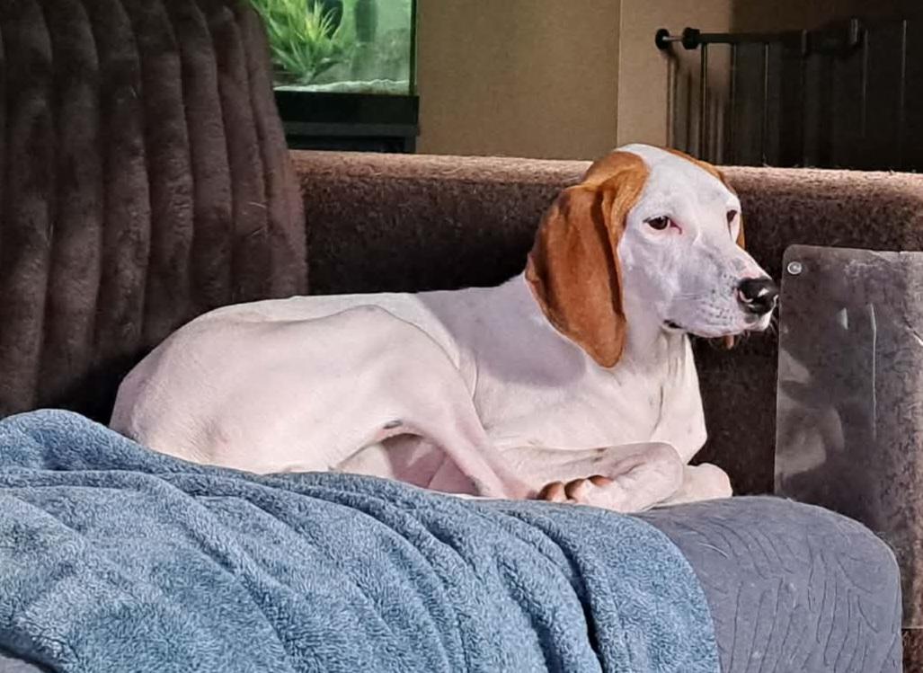 Enlarge Kate, a ADOPTABLE mixed breed in Grand Rapids, MI image 2/3