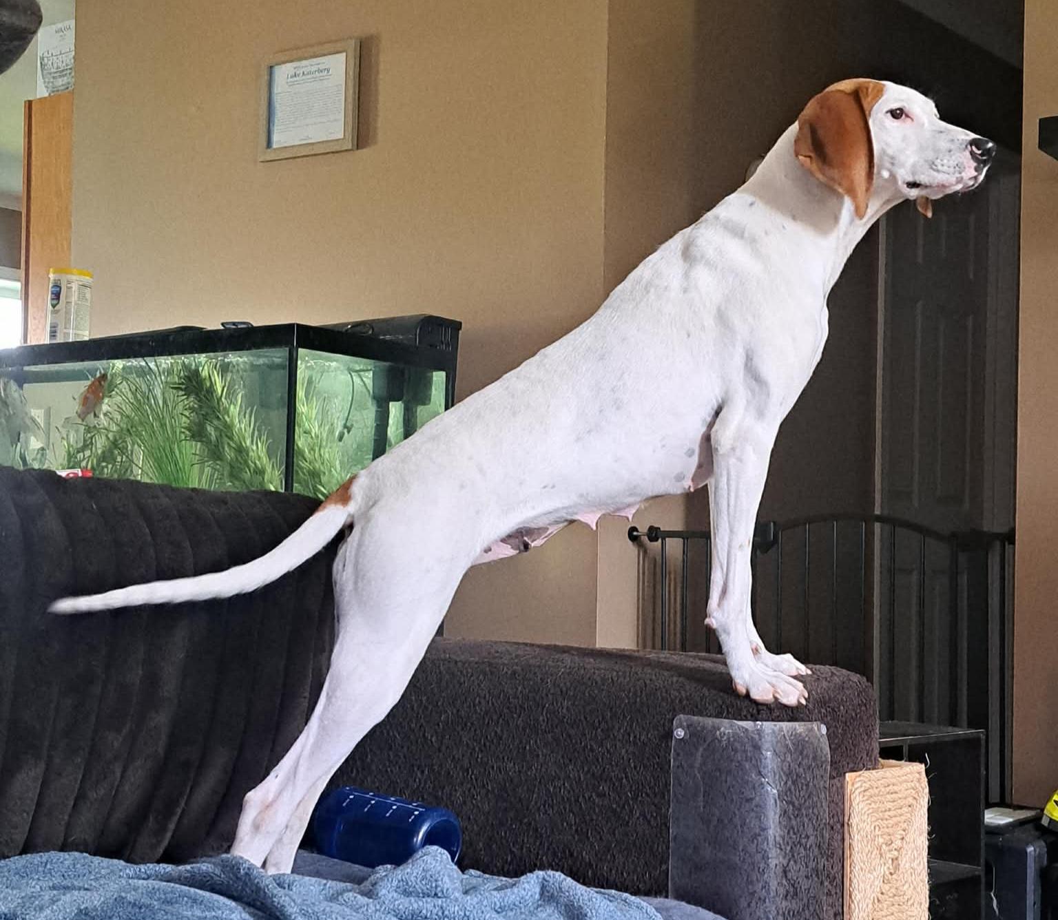 Enlarge Kate, a ADOPTABLE mixed breed in Grand Rapids, MI image 3/3