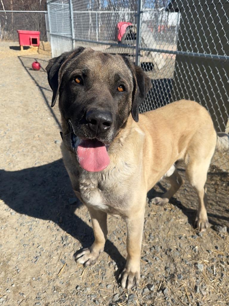 Tank, a Adoptable Anatolian Shepherd in Yellowknife, NT image 1/4