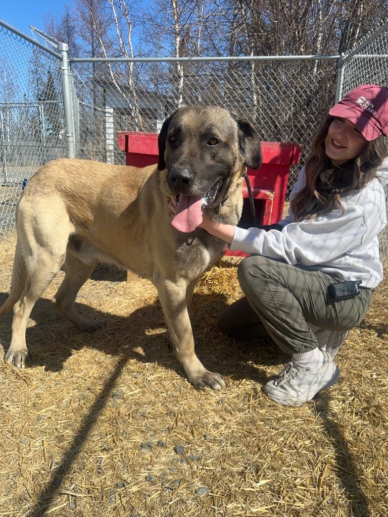 Tank, a Adoptable Anatolian Shepherd in Yellowknife, NT image 2/4
