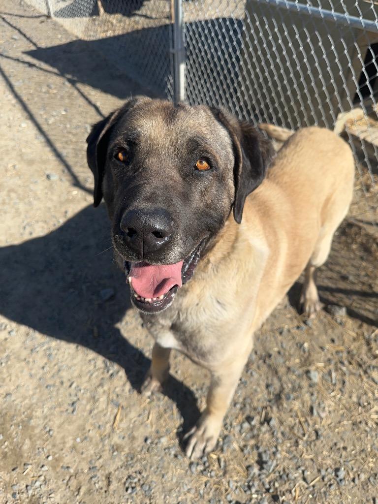 Tank, a Adoptable Anatolian Shepherd in Yellowknife, NT image 3/4