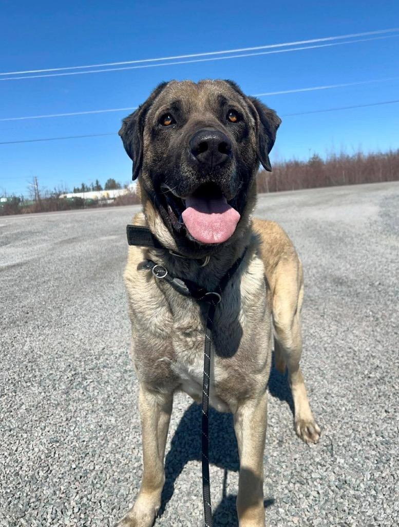 Tank, a Adoptable Anatolian Shepherd in Yellowknife, NT image 4/6