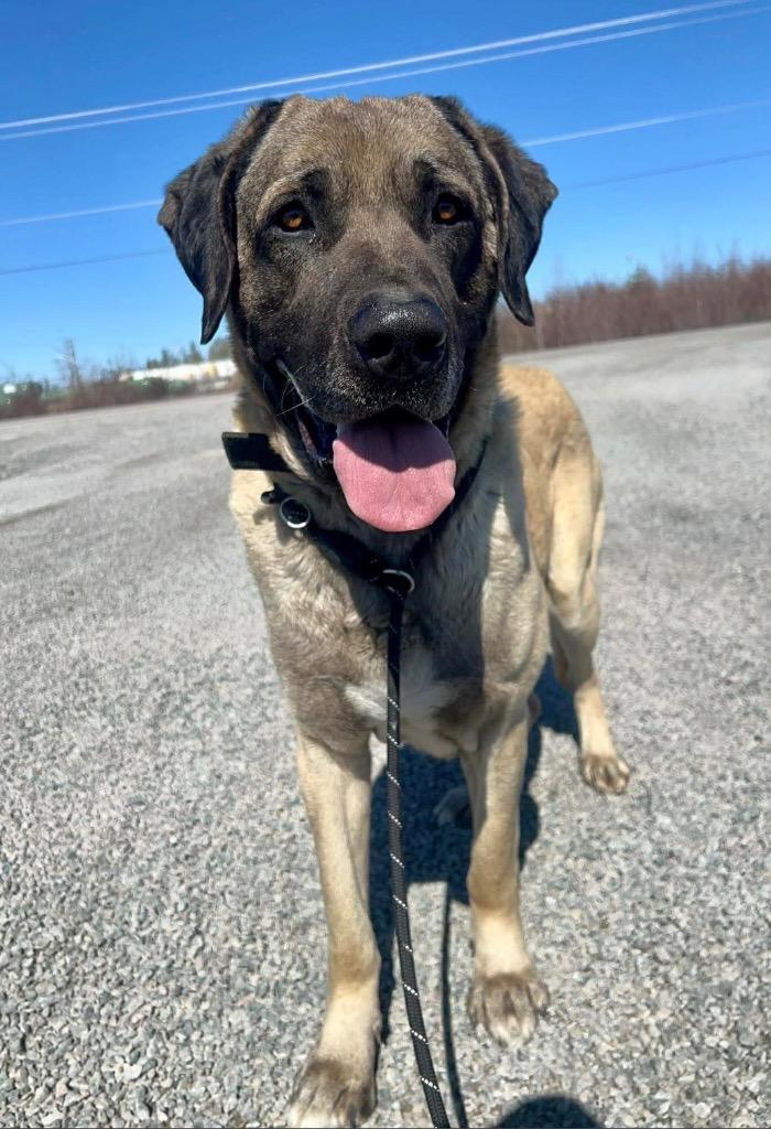 Tank, a Adoptable Anatolian Shepherd in Yellowknife, NT image 5/6