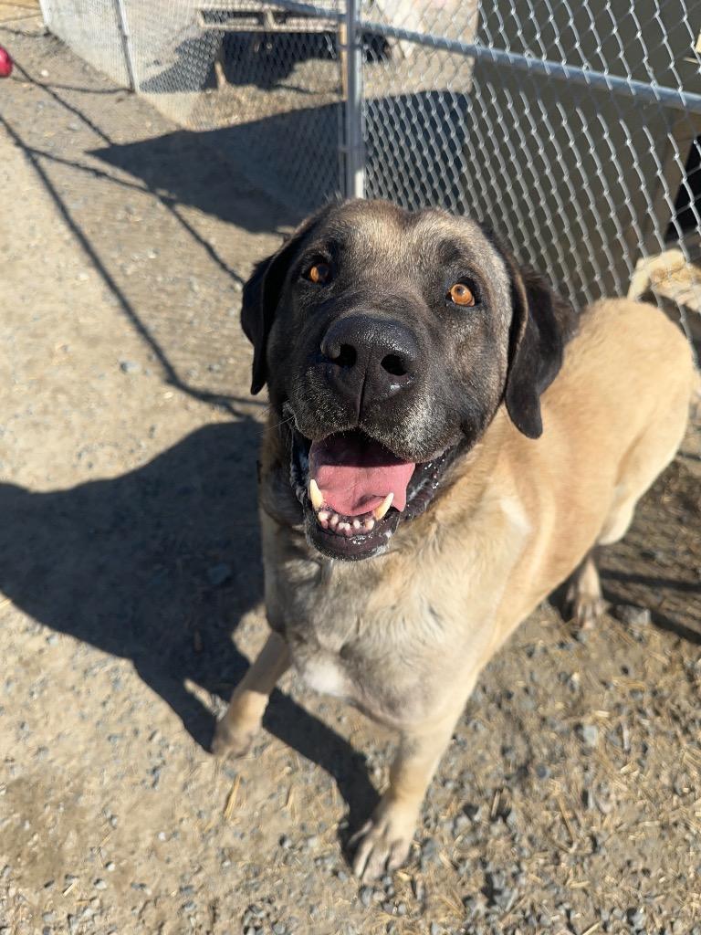 Tank, a Adoptable Anatolian Shepherd in Yellowknife, NT image 4/4