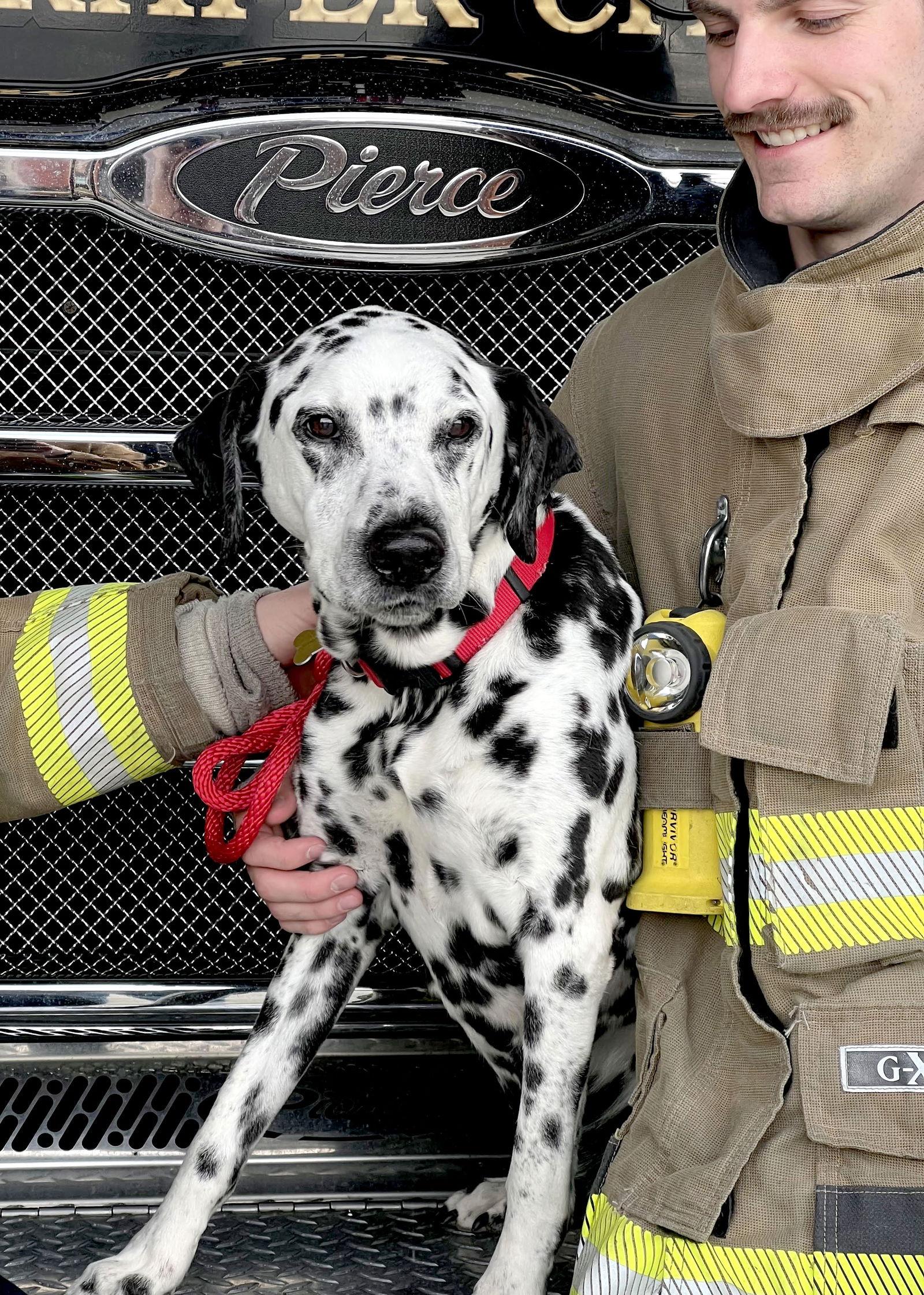Enlarge Old Man Rupert, a Adoptable Dalmatian in Salt Lake City, UT image 2/3
