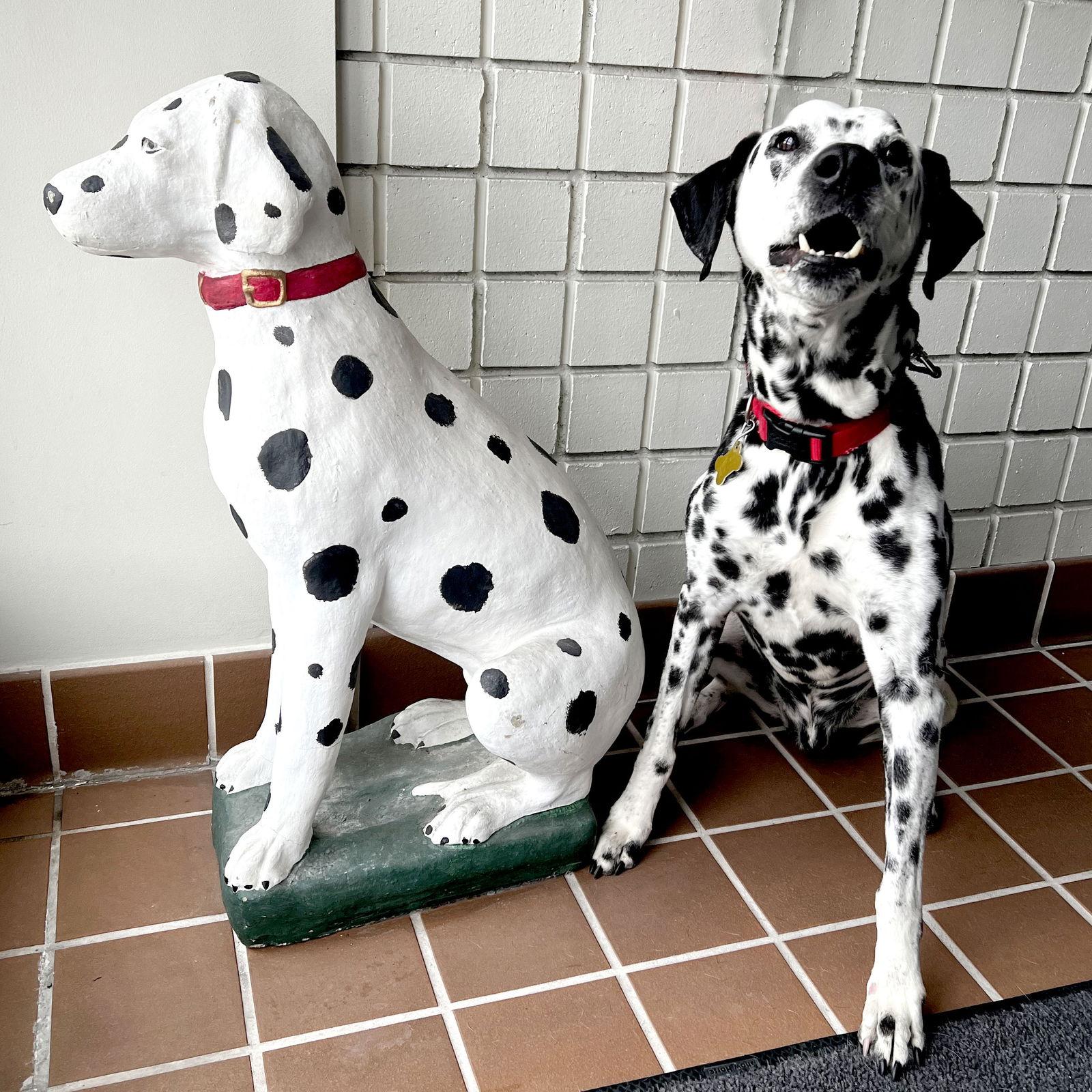 Old Man Rupert, Adoptable, Senior Male Dalmatian.