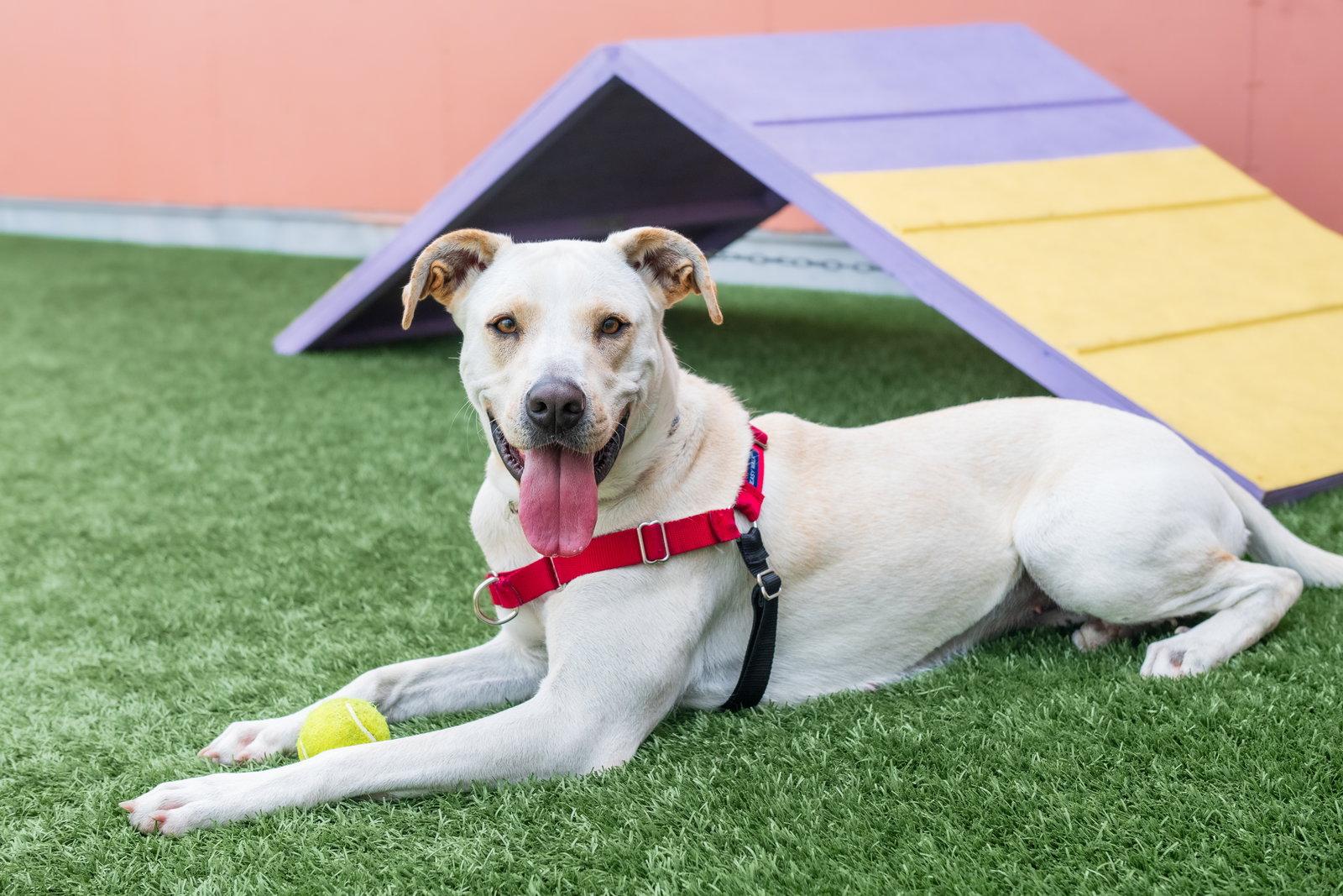Denali, Adoptable, Adult Female Labrador Retriever.