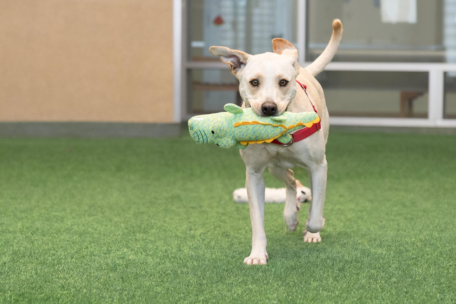 Denali, a Adoptable Labrador Retriever in Burlingame, CA image 1/3