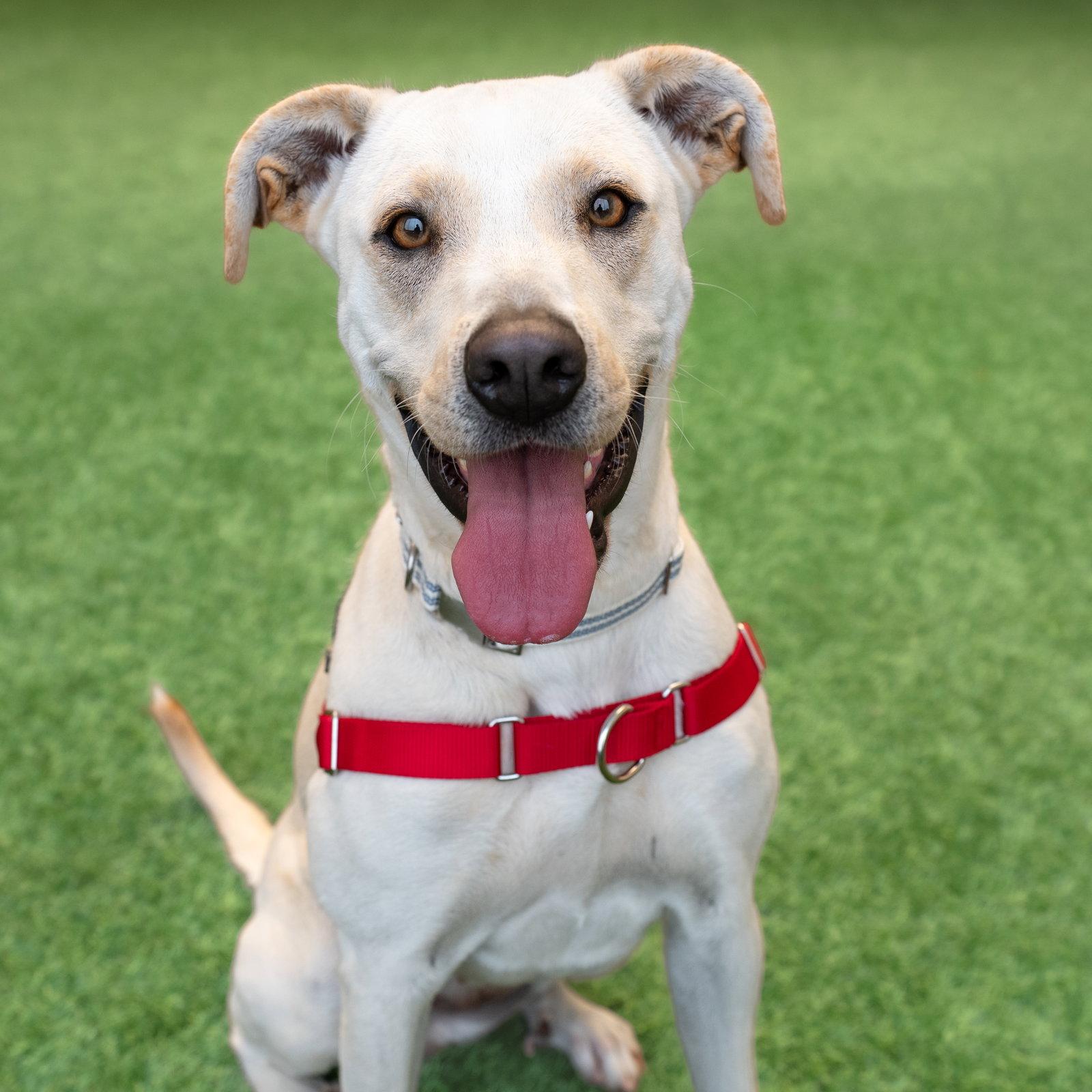 Denali, a Adoptable Labrador Retriever in Burlingame, CA image 2/3