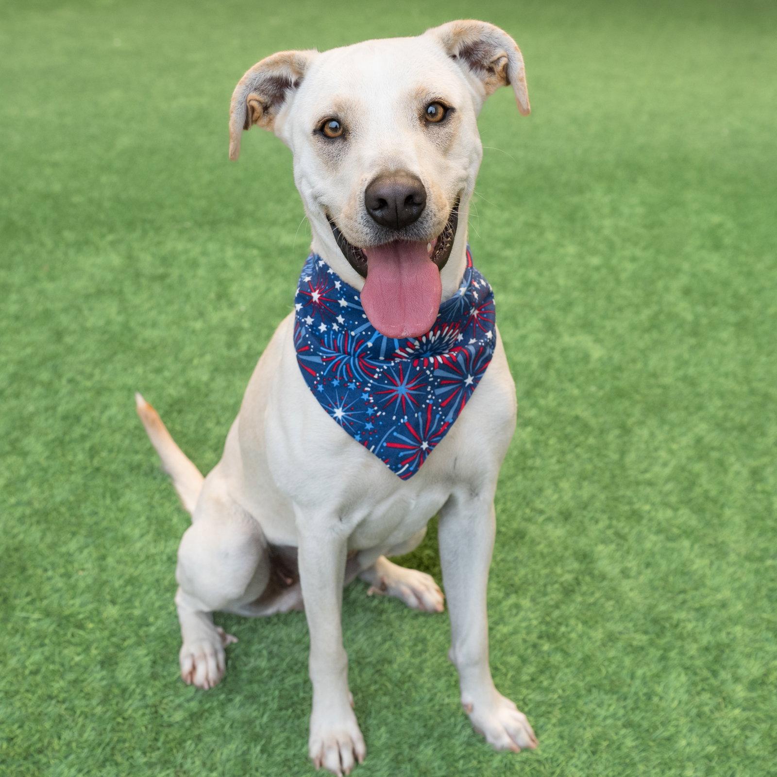 Denali, a Adoptable Labrador Retriever in Burlingame, CA image 3/3