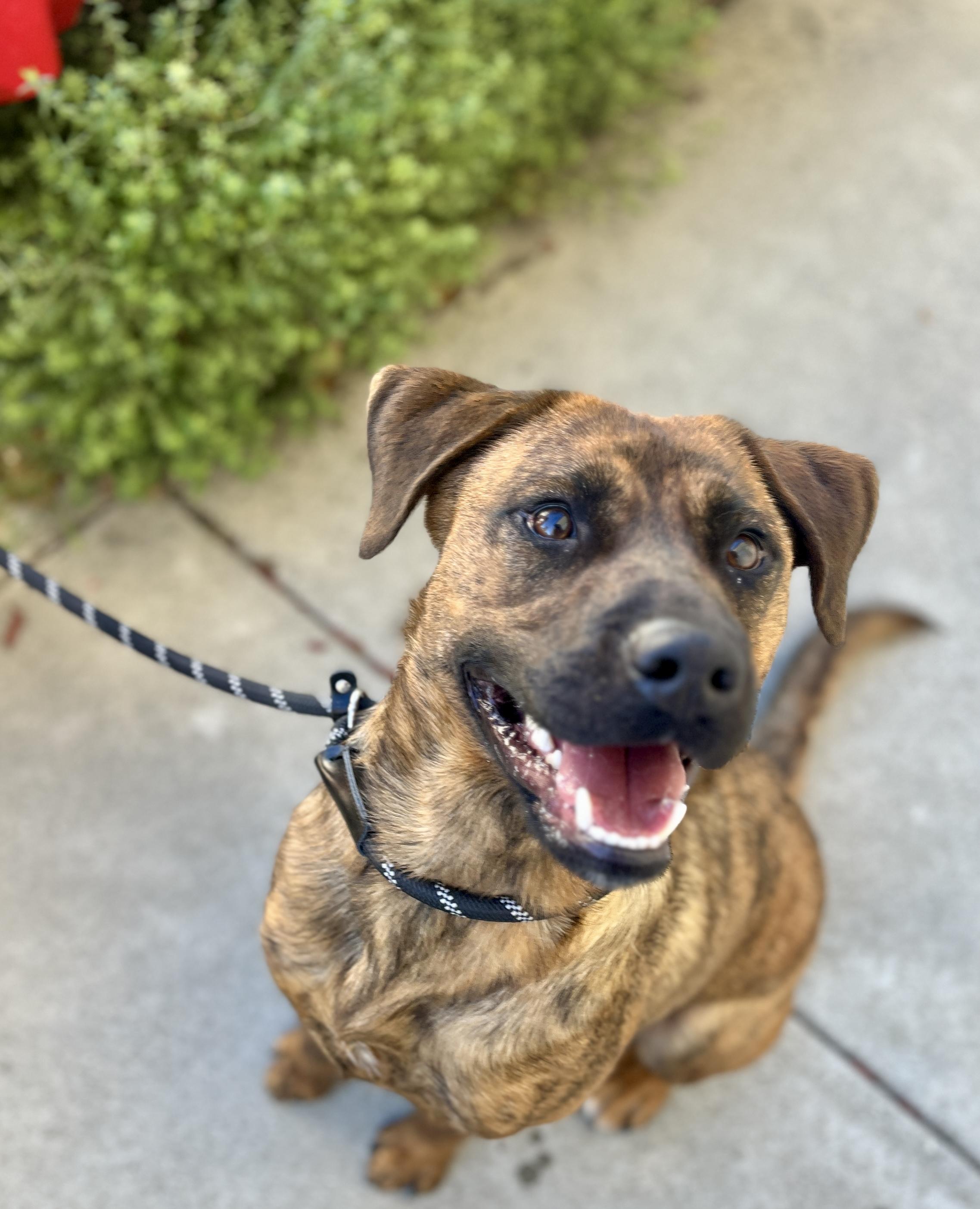 Romeo, Adoptable, Young Male Boxer & Belgian Shepherd / Malinois.