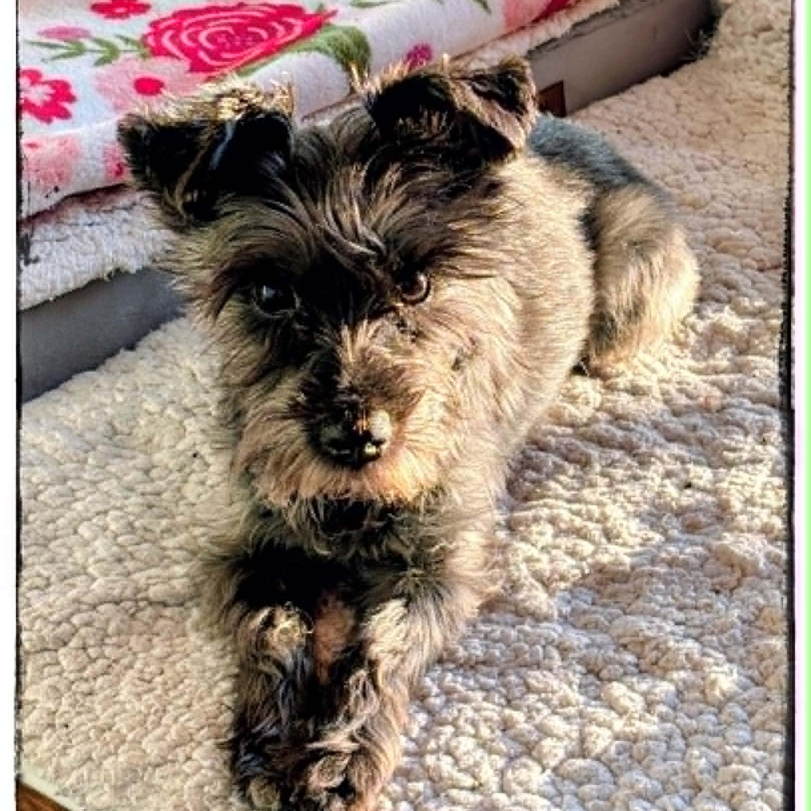 Truffles, an adoptable Miniature Schnauzer in Homer Glen, IL image 3/6