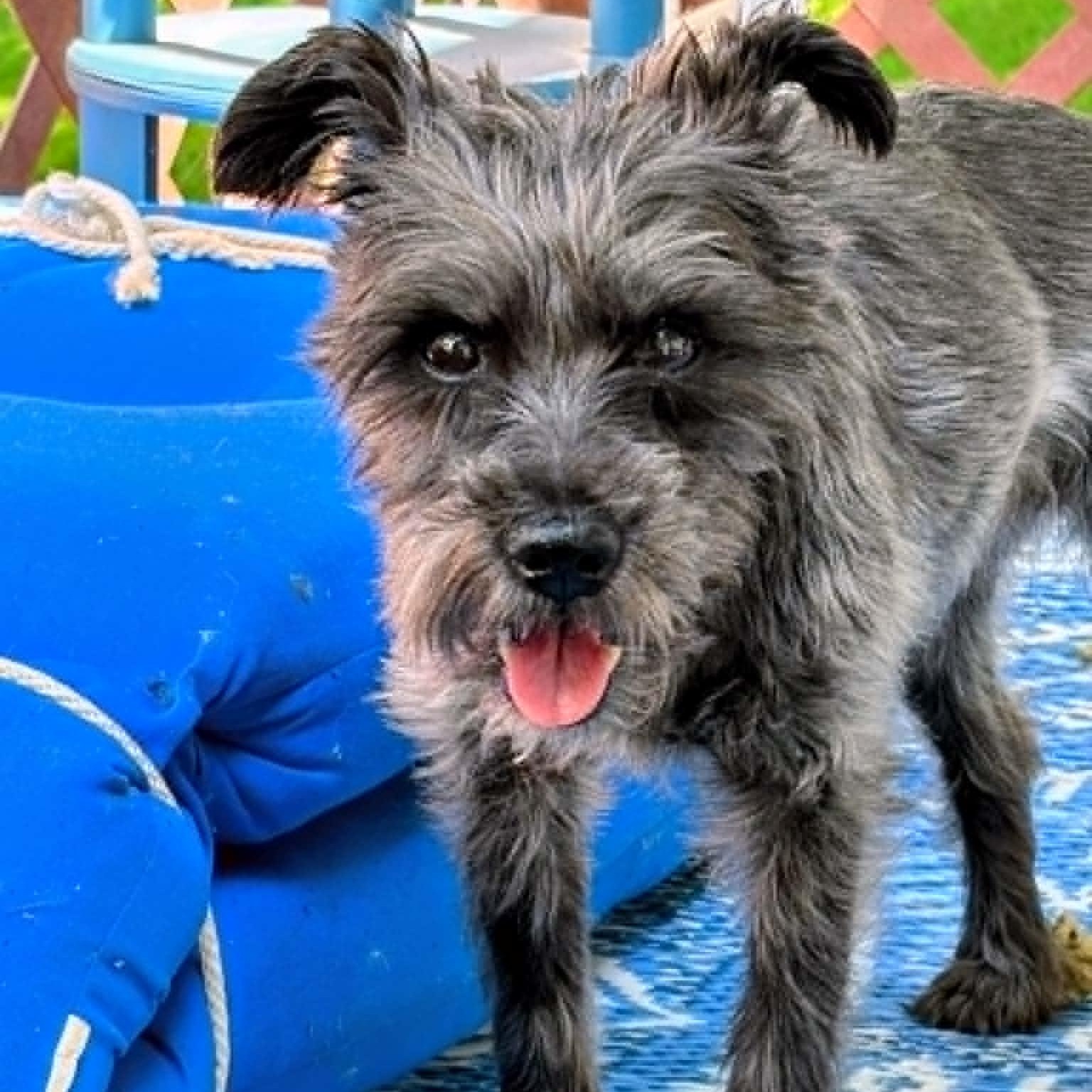 Truffles, an adoptable Miniature Schnauzer in Homer Glen, IL image 2/6