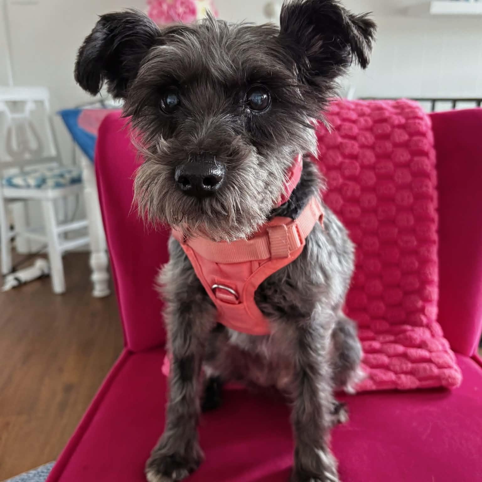 Truffles, an adoptable Miniature Schnauzer in Homer Glen, IL image 1/6