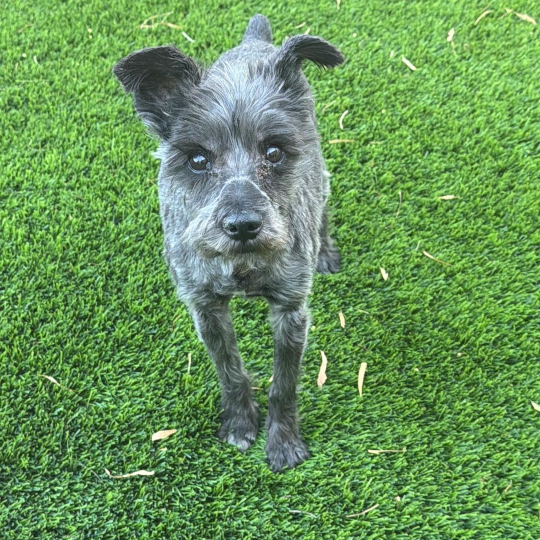 Truffles, a ADOPTABLE Miniature Schnauzer in Homer Glen, IL image 2/3