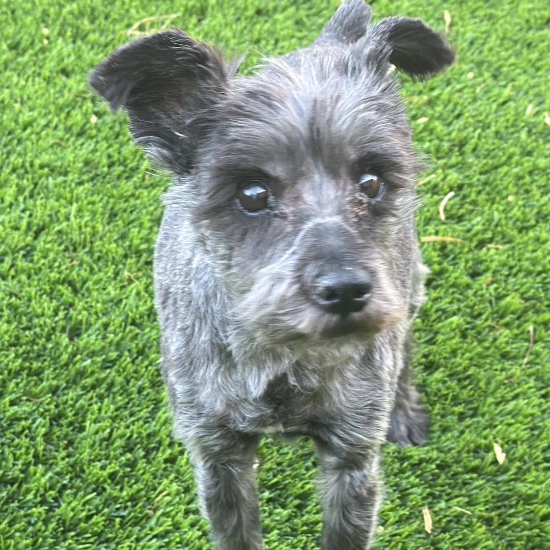 Truffles, a ADOPTABLE Miniature Schnauzer in Homer Glen, IL image 1/3