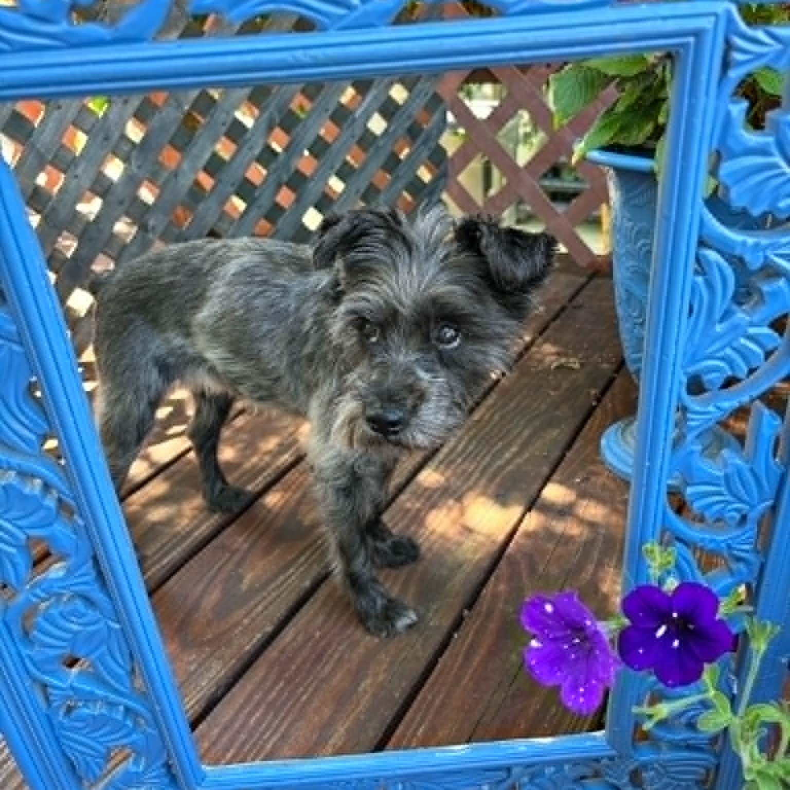 Truffles, an adoptable Miniature Schnauzer in Homer Glen, IL image 4/6