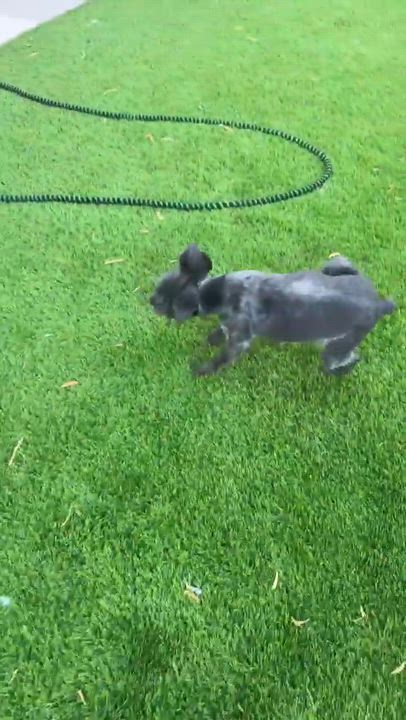 Enlarge Truffles, a ADOPTABLE Miniature Schnauzer in Homer Glen, IL video 3/3