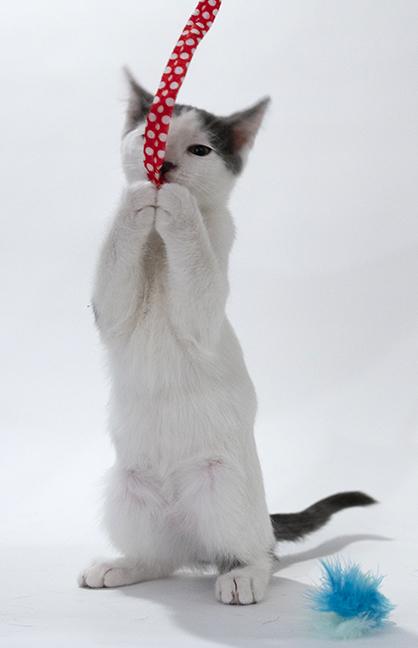 Enlarge Johnny, a ADOPTABLE Domestic Short Hair in Chicago, IL image 2/6