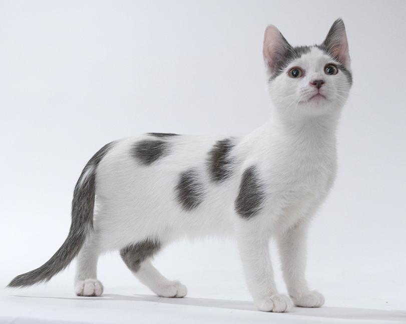 Enlarge Johnny, a ADOPTABLE Domestic Short Hair in Chicago, IL image 4/6