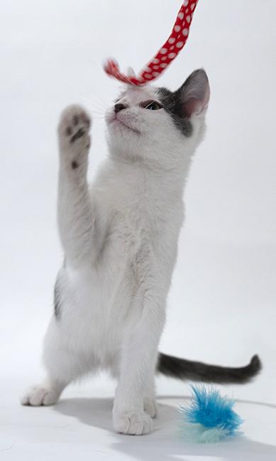 Enlarge Johnny, a ADOPTABLE Domestic Short Hair in Chicago, IL image 3/6