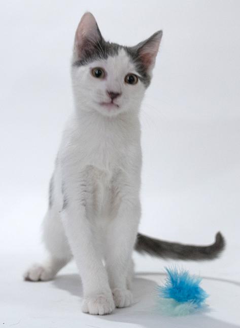 Enlarge Johnny, a ADOPTABLE Domestic Short Hair in Chicago, IL image 1/6