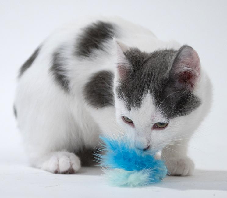 Enlarge Johnny, a ADOPTABLE Domestic Short Hair in Chicago, IL image 5/6