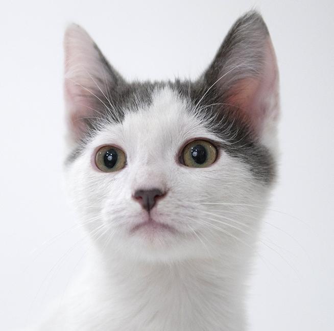 Enlarge Johnny, a ADOPTABLE Domestic Short Hair in Chicago, IL image 6/6