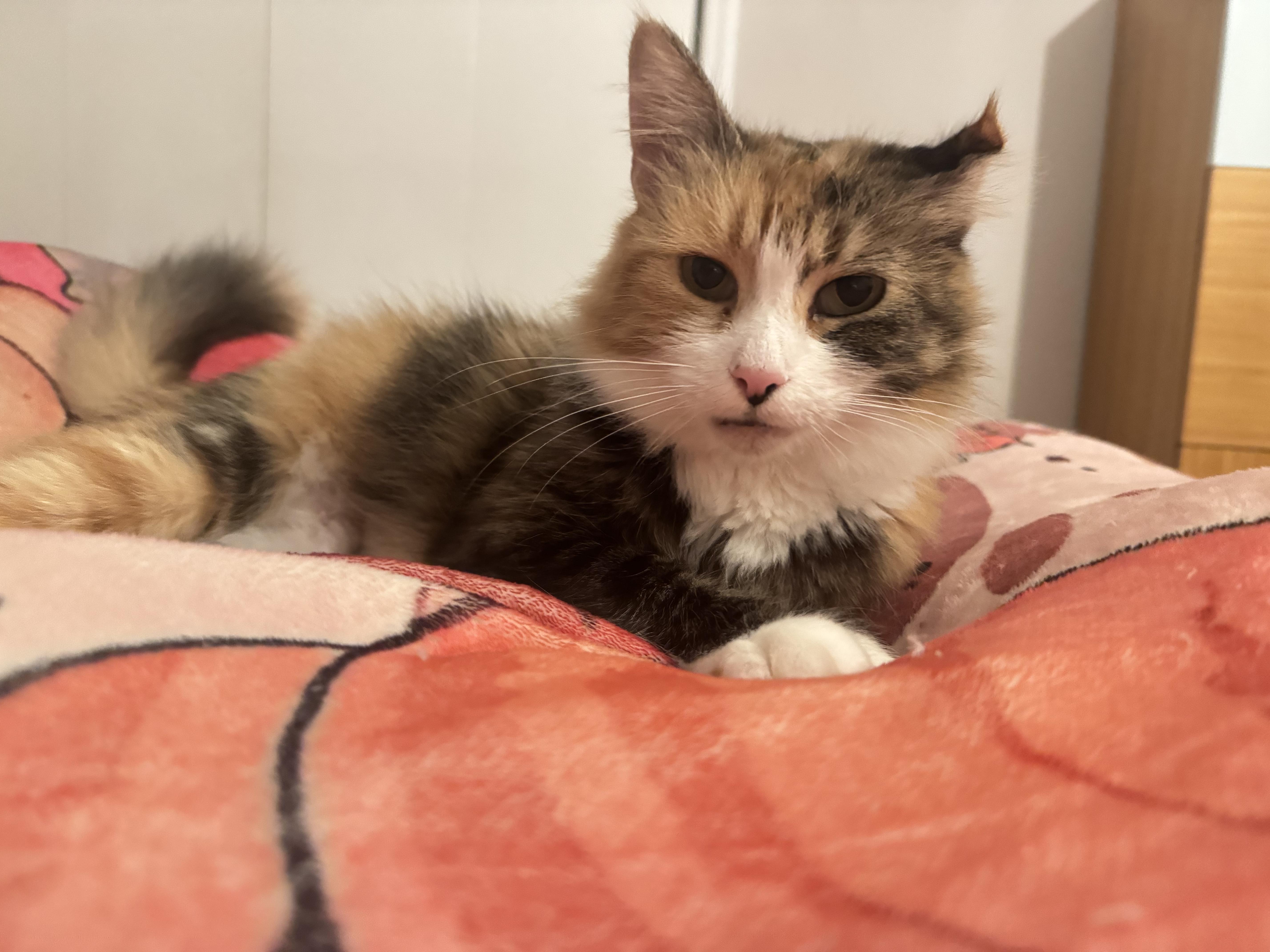 Enlarge Fluffy Mama, a ADOPTABLE Domestic Long Hair in Jersey City, NJ image 2/6