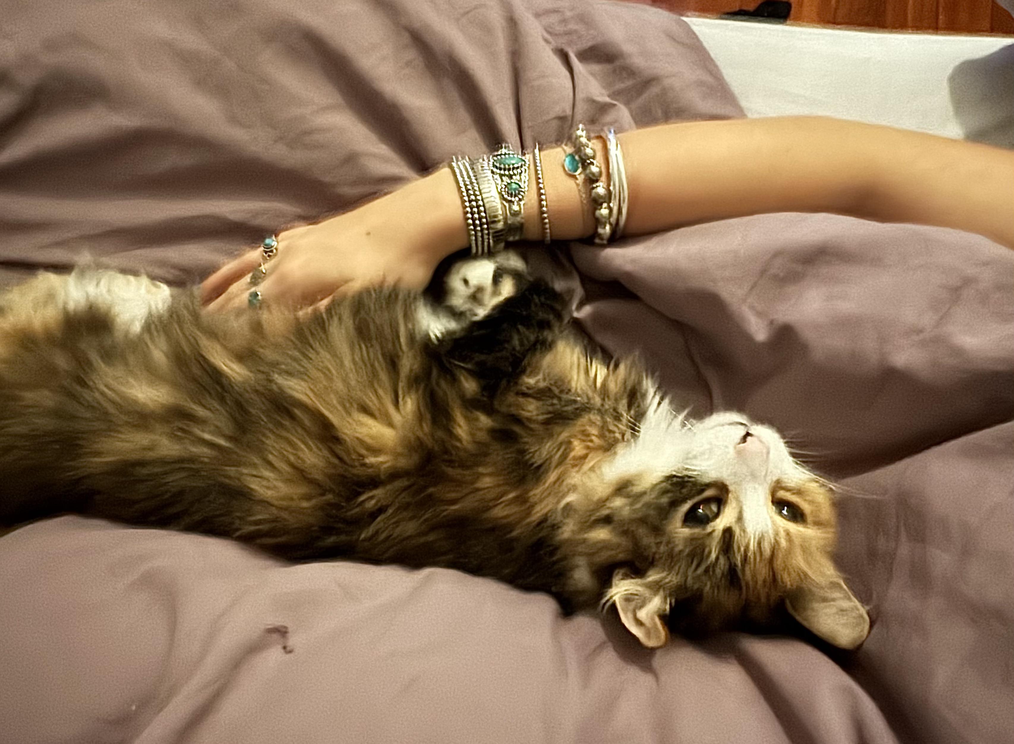 Enlarge Fluffy Mama, a ADOPTABLE Domestic Long Hair in Jersey City, NJ image 1/6