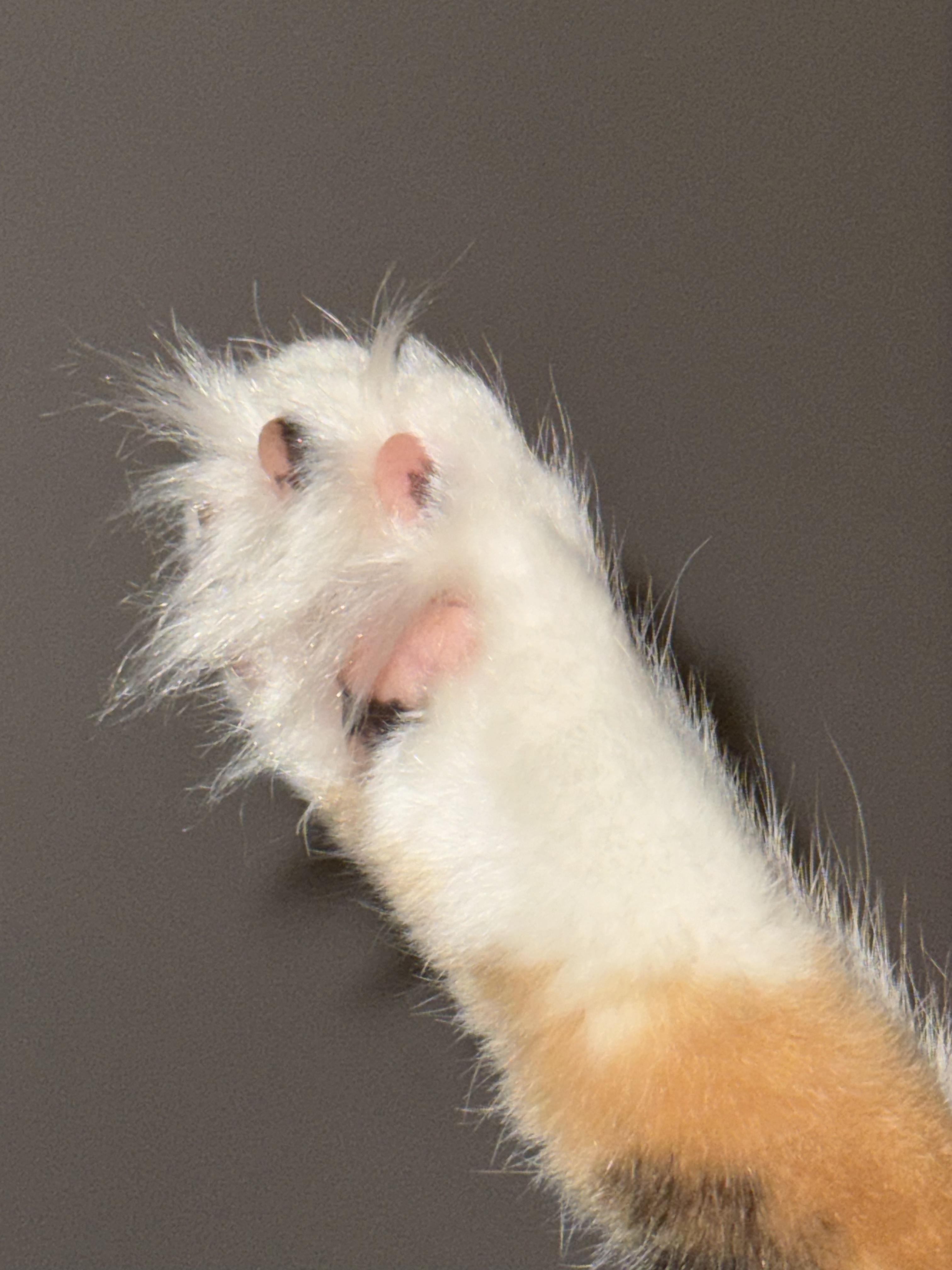 Enlarge Fluffy Mama, a ADOPTABLE Domestic Long Hair in Jersey City, NJ image 5/6