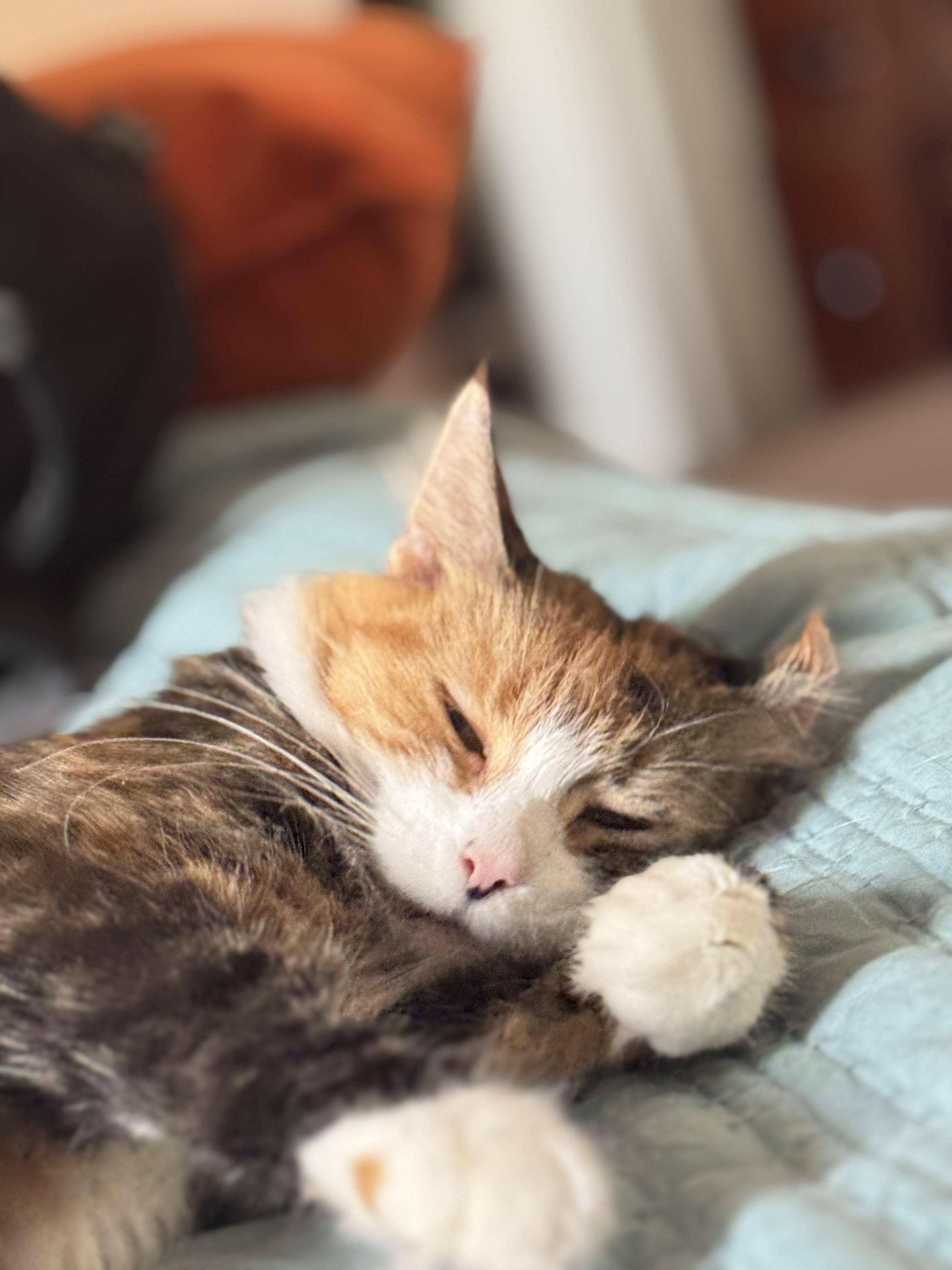 Enlarge Fluffy Mama, a ADOPTABLE Domestic Long Hair in Jersey City, NJ image 4/6